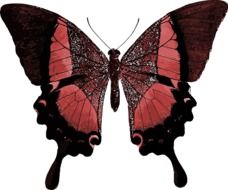 Pretty Red Butterfly