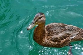 duck on turquoise water close up