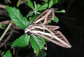 sphinx moth at night