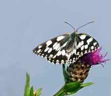 White and black checkered butterfly