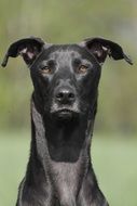 portrait of a black dog on a blurry background