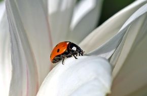 Close-up of the beautiful black and orange ladybug on the white flower