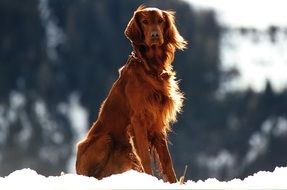 Pet Setter Dog snow portrait