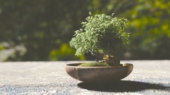 bonsai tree in a flower pot