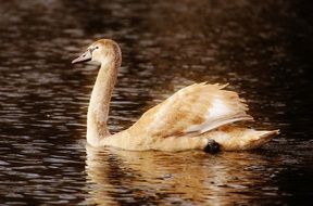 Swan on the lake