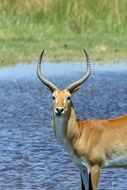 antelope against a lake in Africa