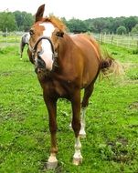 funny crazy horse in the paddock