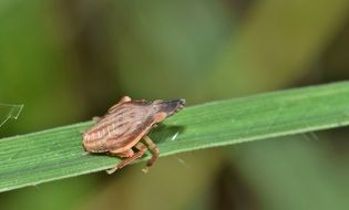 cicada on a thin green leaf on a blurred background