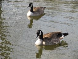 canadian geese in wildlife