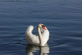 noble white swan in blue water