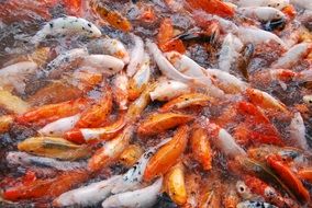colorful fish in a fish pond