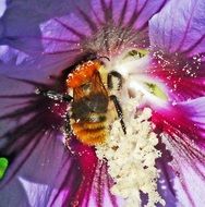 bumblebee in center of Hibiscus flower