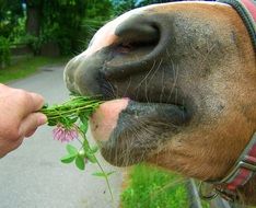 Snout of brown horse eating clover from hand