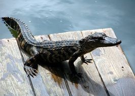 small alligator on a wooden pier on a sunny day