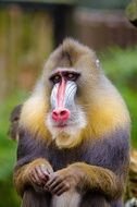 the sad face of mandrill sphinx