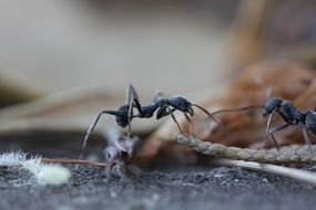 black ants in the garden, macro