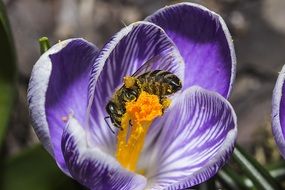 bee on a yellow pestle of a purple flower