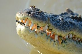 Crocodile's mouth