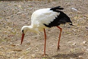 gorgeous beautiful Stork Bird