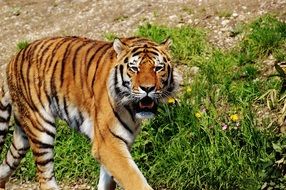 portrait of walking predatory tiger in Munich