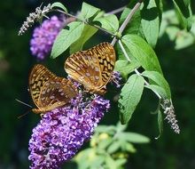 brown fritillary butterfly on a purple flower