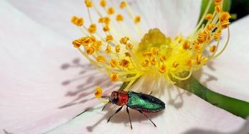 Colorful Cleridae Beetle on flower