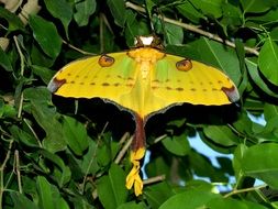 yellow butterfly on a green shrub