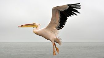 white Pelikan in flight above Sea