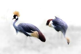 two gray crowned cranes in Tanzania