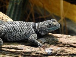 grey lizard in a zoo