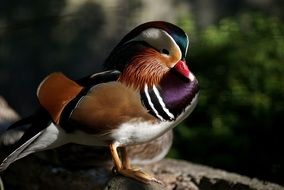 Carolina Wood Duck