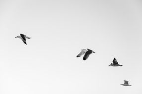 Seagulls Flock in flight