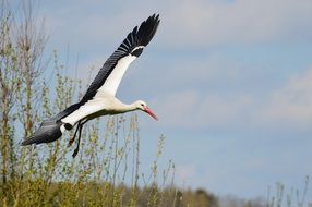 Stork flies over the trees