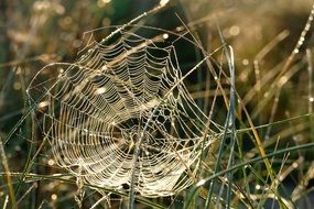 cobweb on green grass