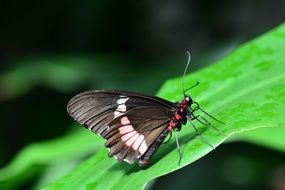 Parides eurimedes on a green plant