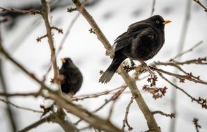 black birds rest on a bush in winter