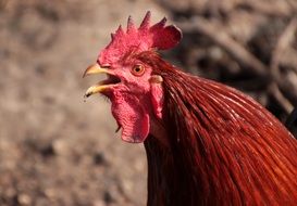 red cock is crowing close-up on blurred background