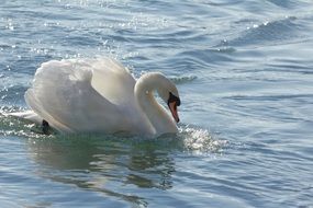 swan splashing water