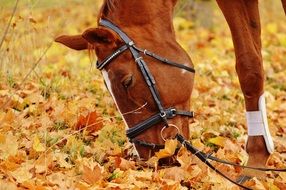 brown horse on autumn leaves