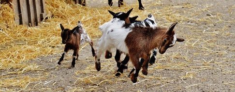 small Goats