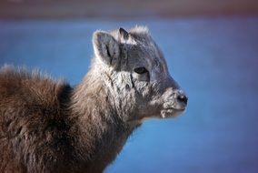 Baby Goat Portrait, side view