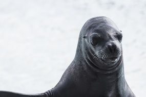 portrait of a sea lion on a blurred background