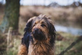 beautiful Long Hair dog outdoor