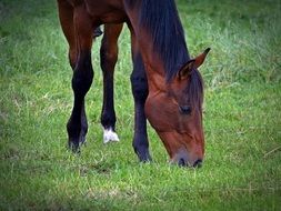 brown horse eats grass