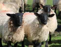 lambs with black heads on a meadow
