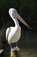 White wild bird in nature