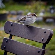 sparrow on the bench