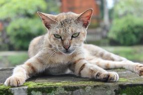 angry Cat Portrait