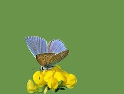 butterfly photo on a flower on a green background