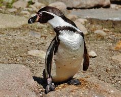 penguin in the hellabrunn zoo